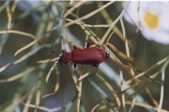 Coleotteri d''aprile: Crioceris, Psilothrix e Pyrochroa